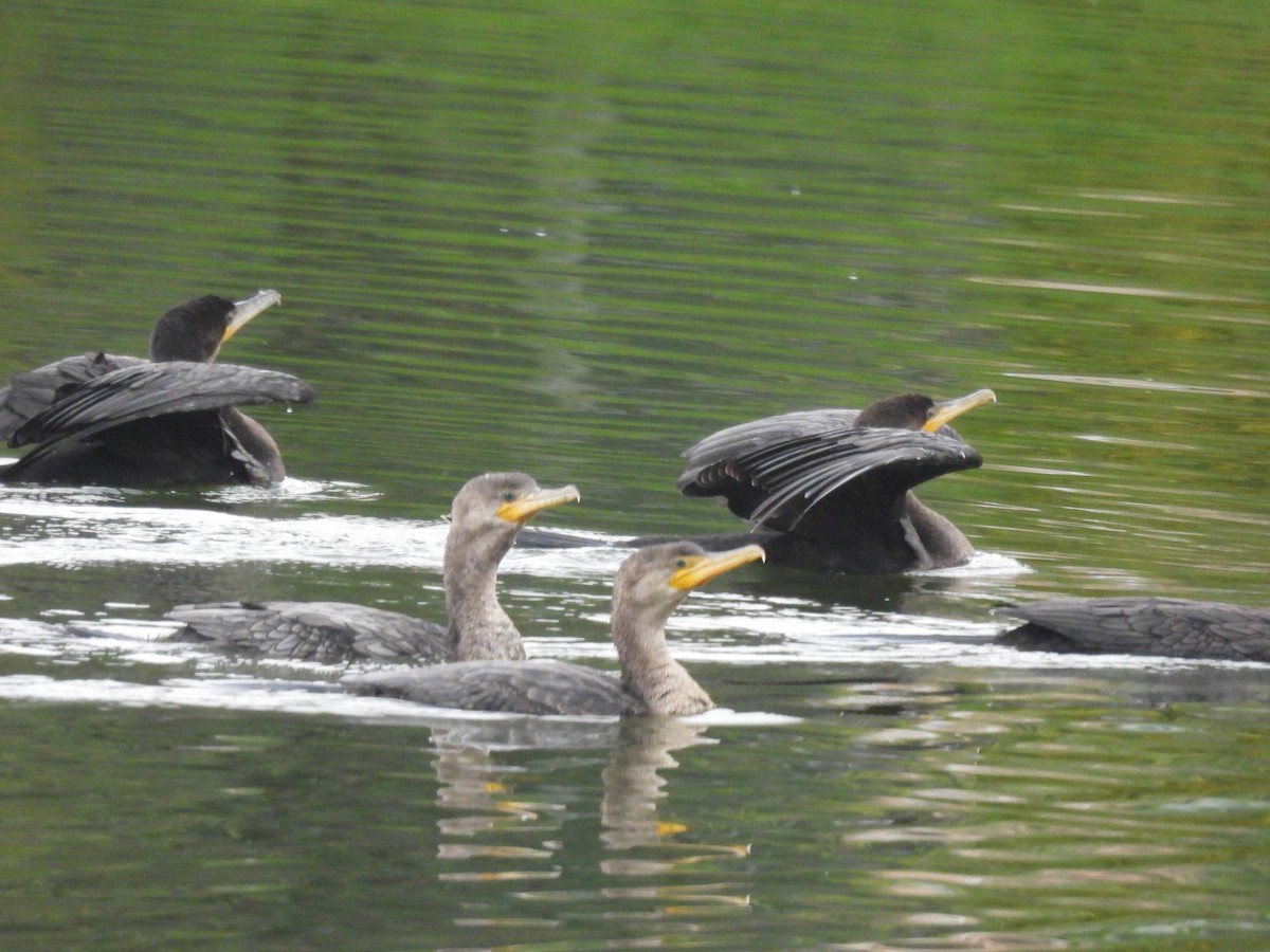 Cormorán Biguá - ML612295901