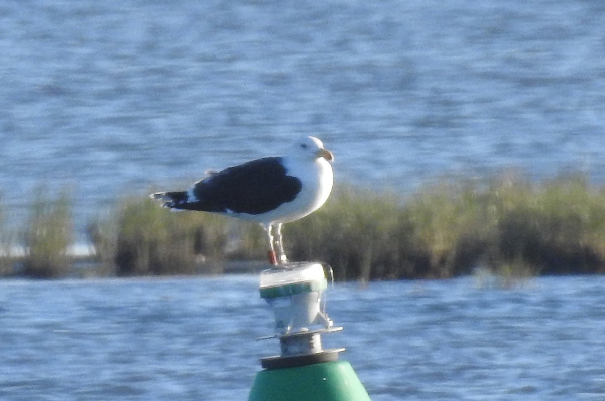 Great Black-backed Gull - ML612295927