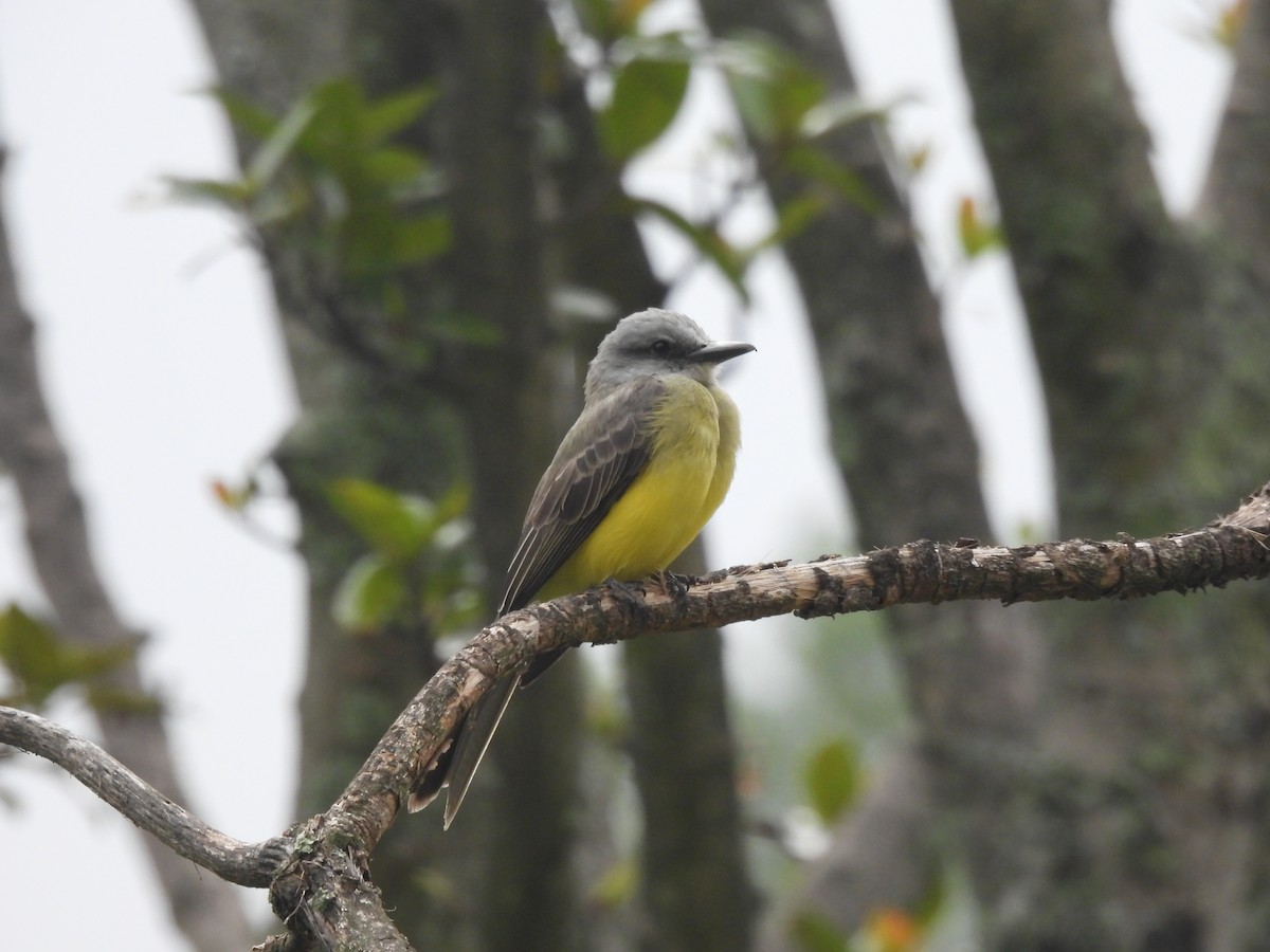 Tropical Kingbird - ML612295944