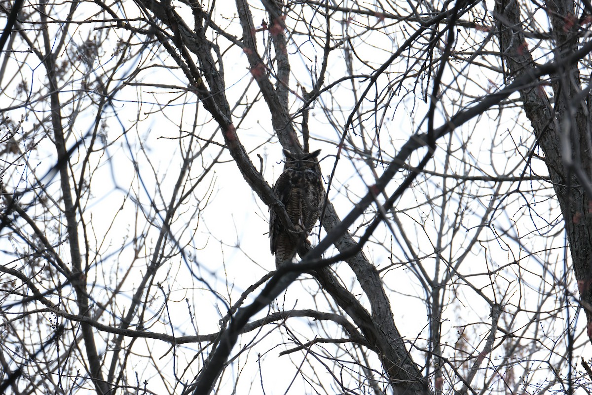 Great Horned Owl - ML612296015