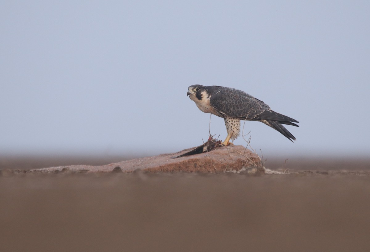 Peregrine Falcon (Tundra) - Vyom Vyas