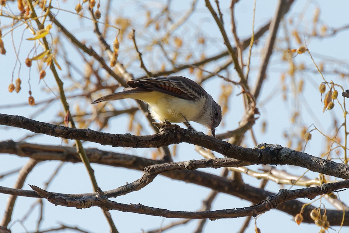 Ash-throated Flycatcher - ML612296294