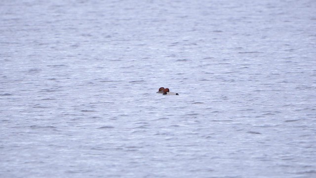 Common Pochard - ML612296299