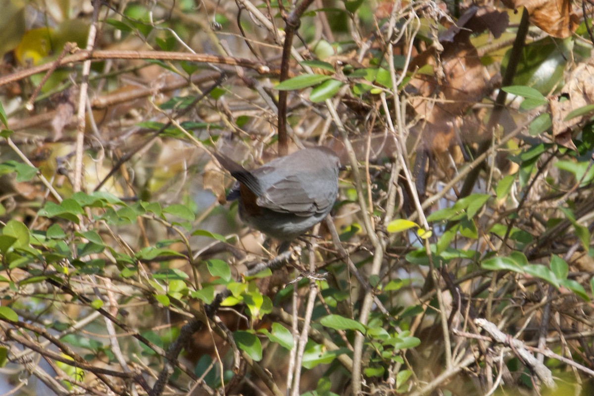 Pájaro Gato Gris - ML612296316