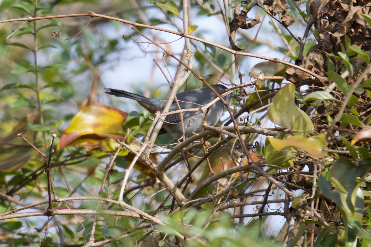 Gray Catbird - Jin Bai