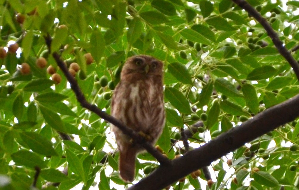 Ferruginous Pygmy-Owl - ML612296321