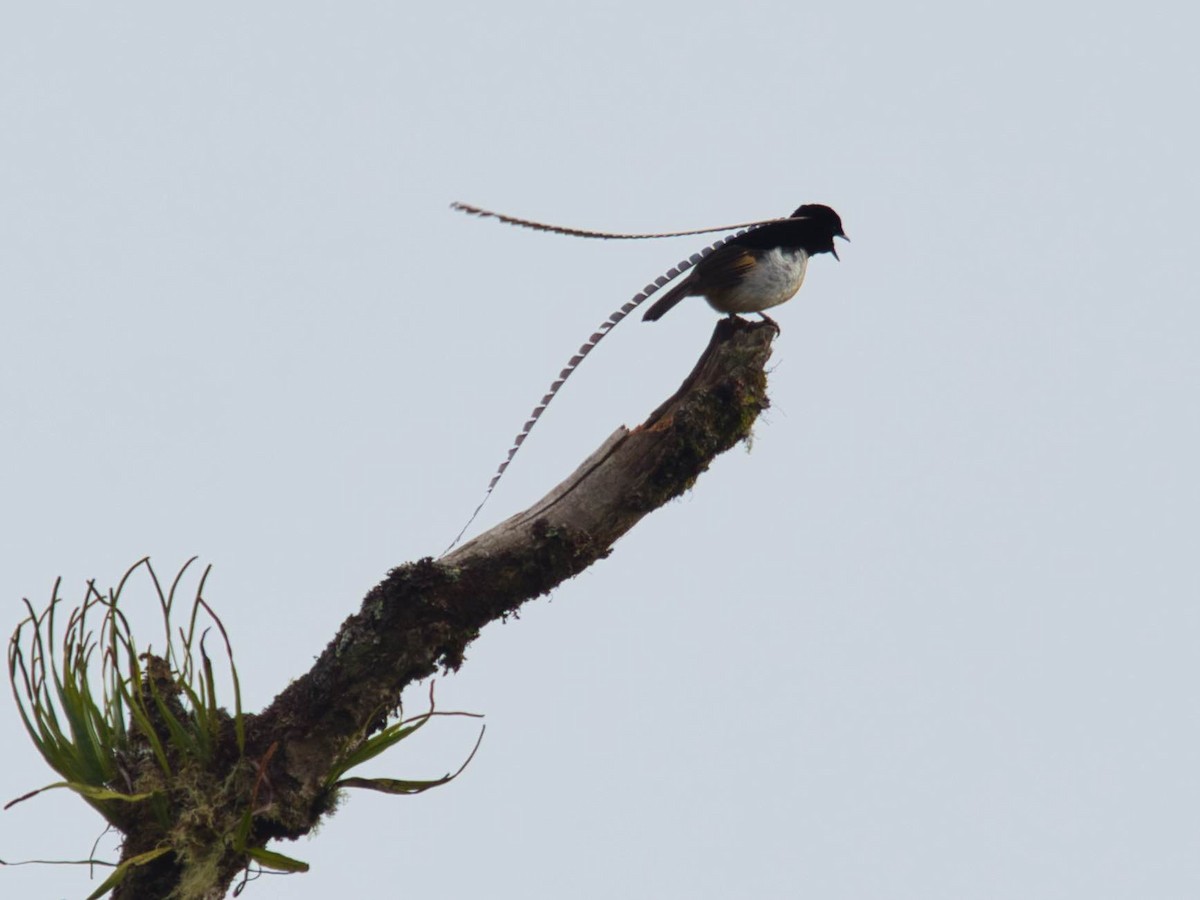 King-of-Saxony Bird-of-Paradise - ML612296327