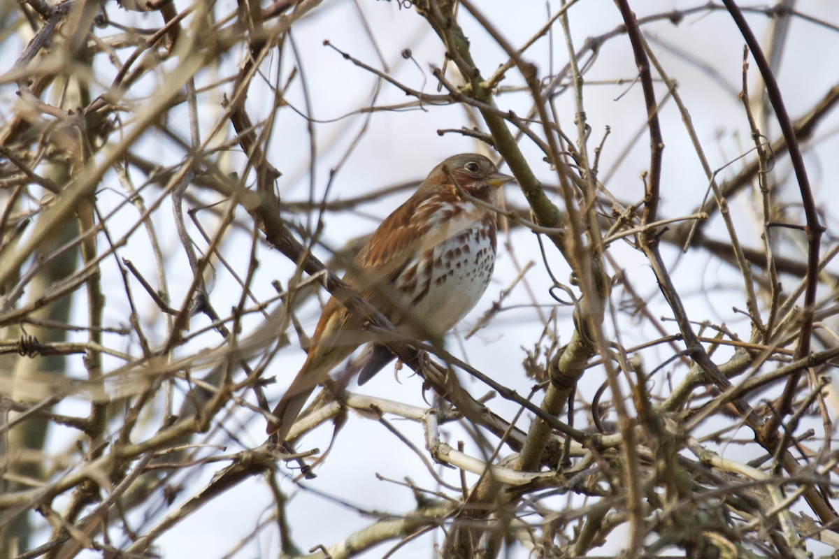 Fox Sparrow - ML612296329