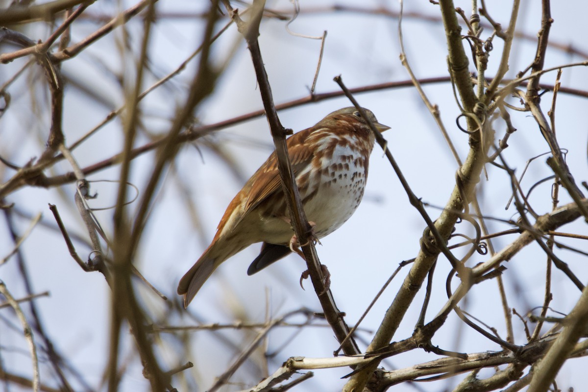 Fox Sparrow - Jin Bai