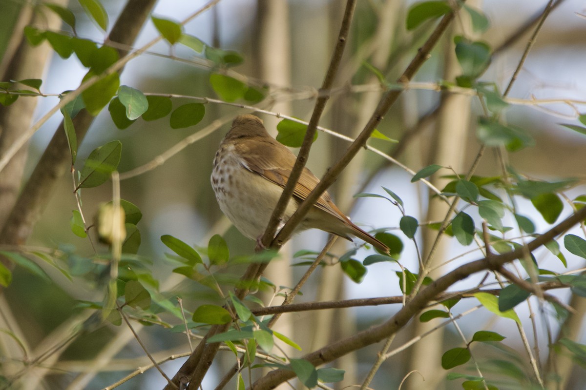 Hermit Thrush - ML612296336