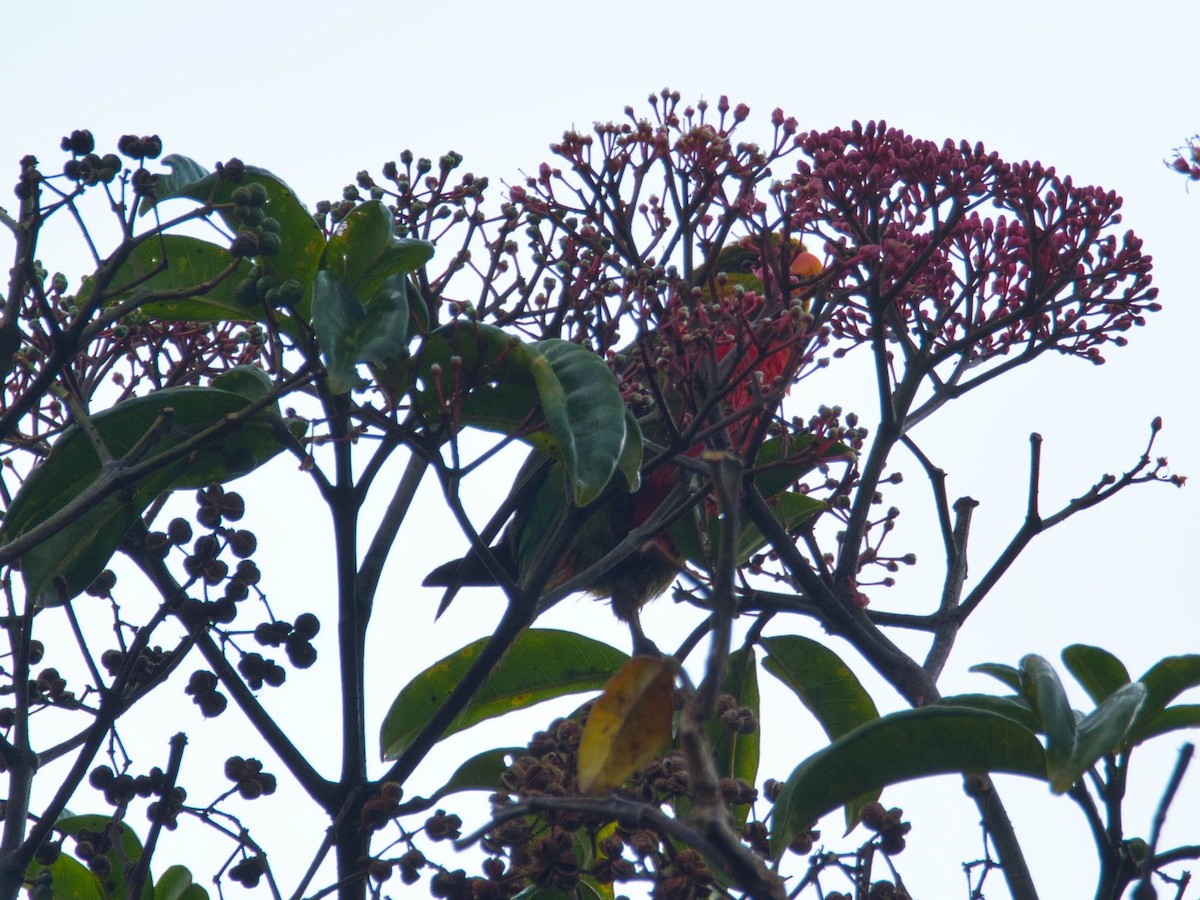 Orange-billed Lorikeet - ML612296337