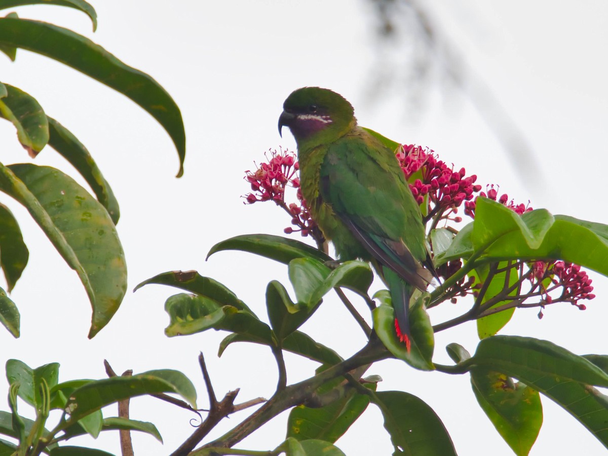 Plum-faced Lorikeet - Eric Carpenter