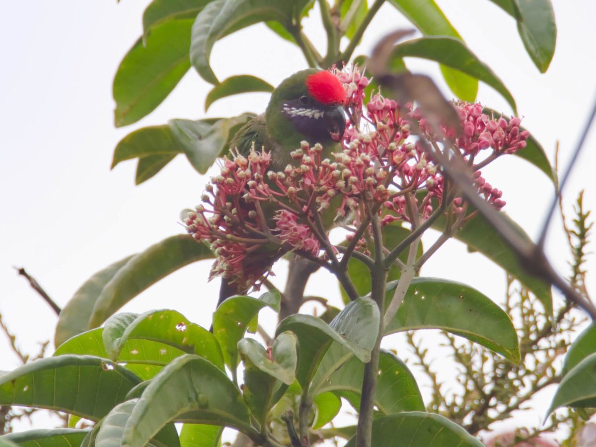 Plum-faced Lorikeet - ML612296339