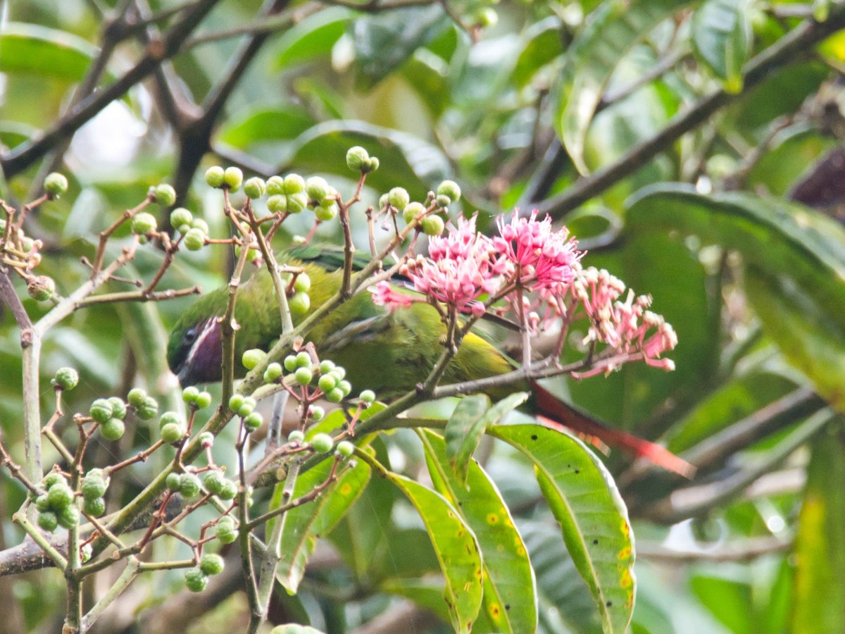 Plum-faced Lorikeet - ML612296341