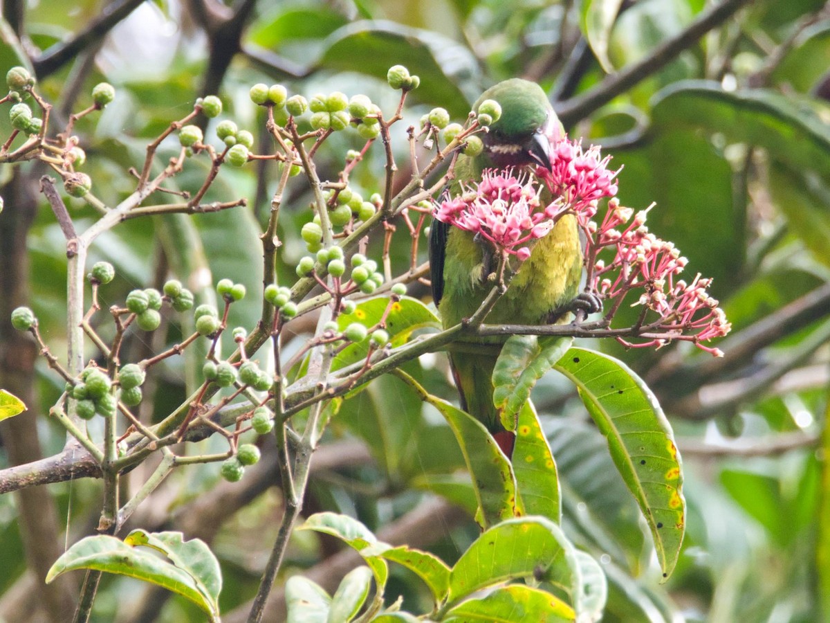 Plum-faced Lorikeet - ML612296342