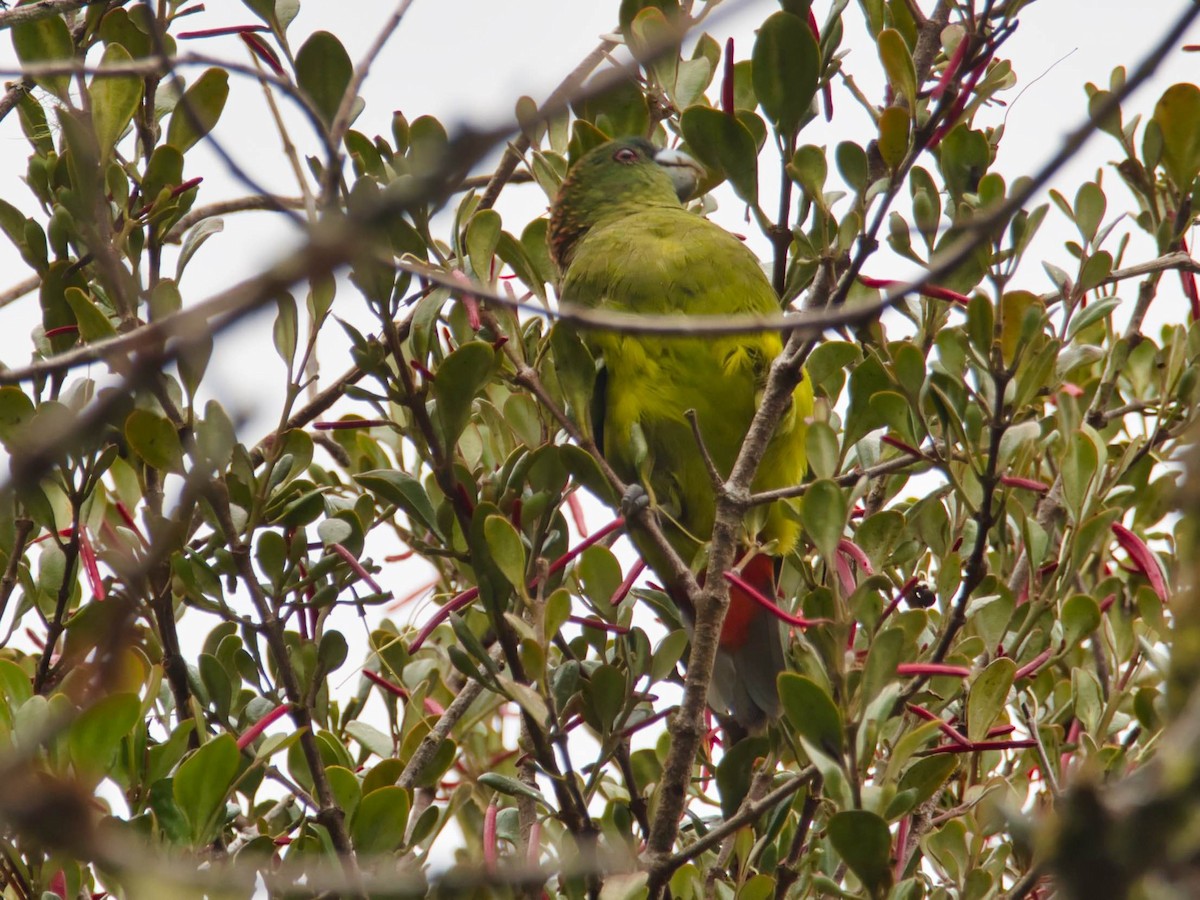 Madarasz's Tiger-Parrot - ML612296352