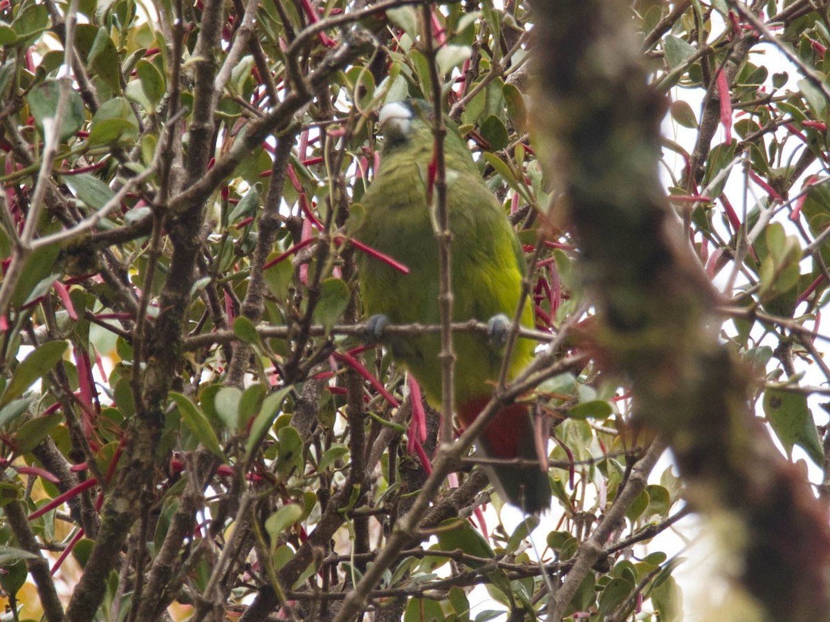 マダラガシラインコ - ML612296353