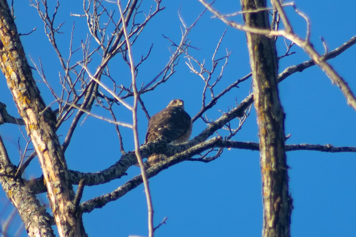 Sharp-shinned Hawk - ML612296444