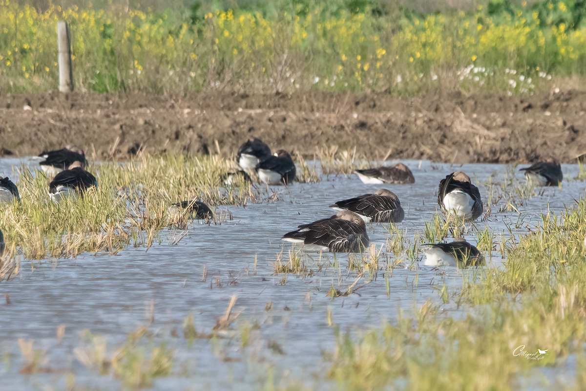 白額雁 - ML612296466