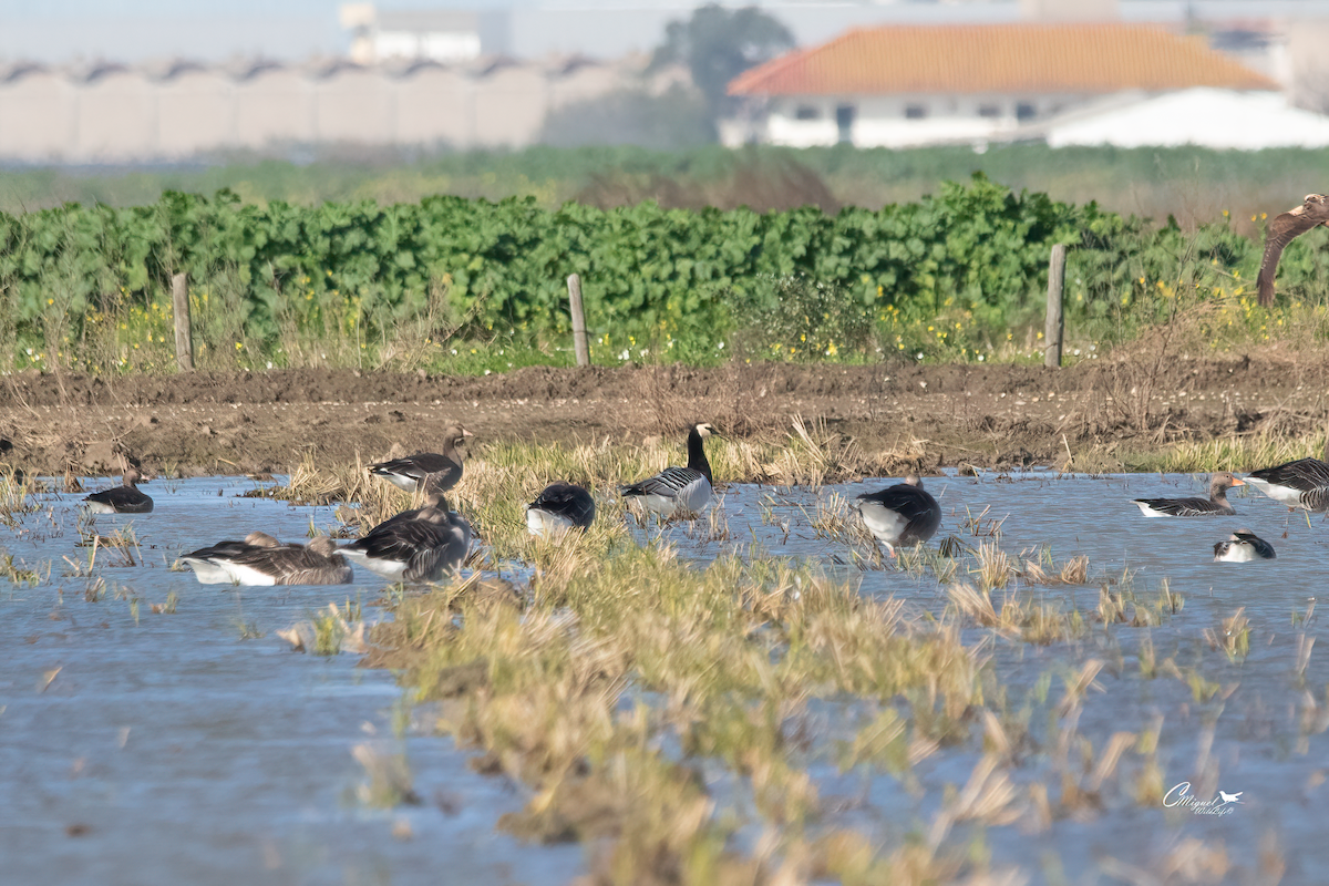 Barnacle Goose - ML612296474