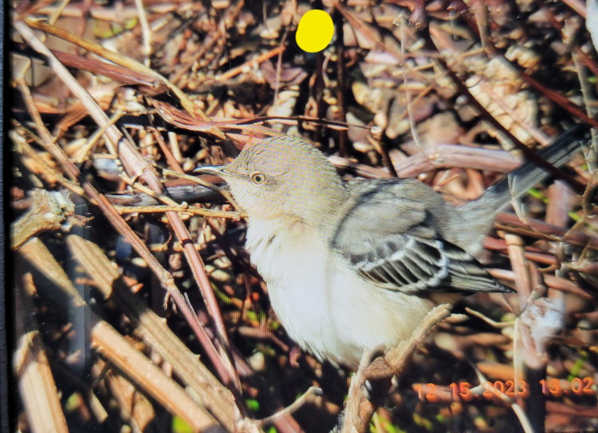 Northern Mockingbird - ML612296482