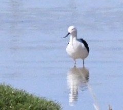 Andean Avocet - Charlotte Pavelka & Doug Reitz