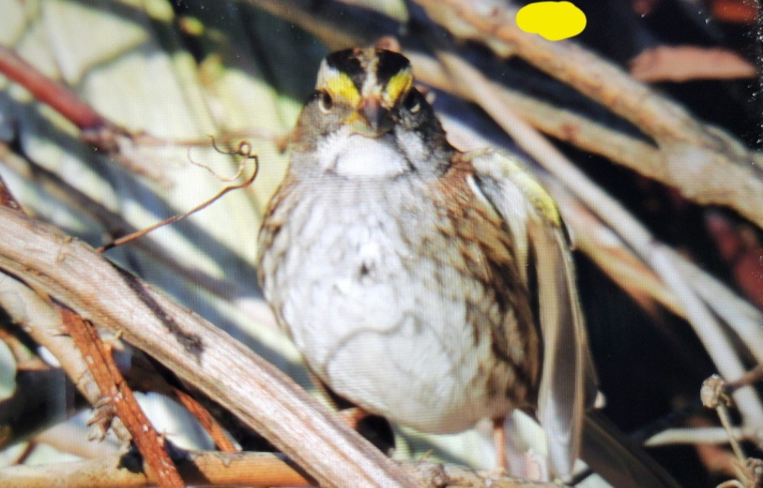 White-throated Sparrow - ML612296495