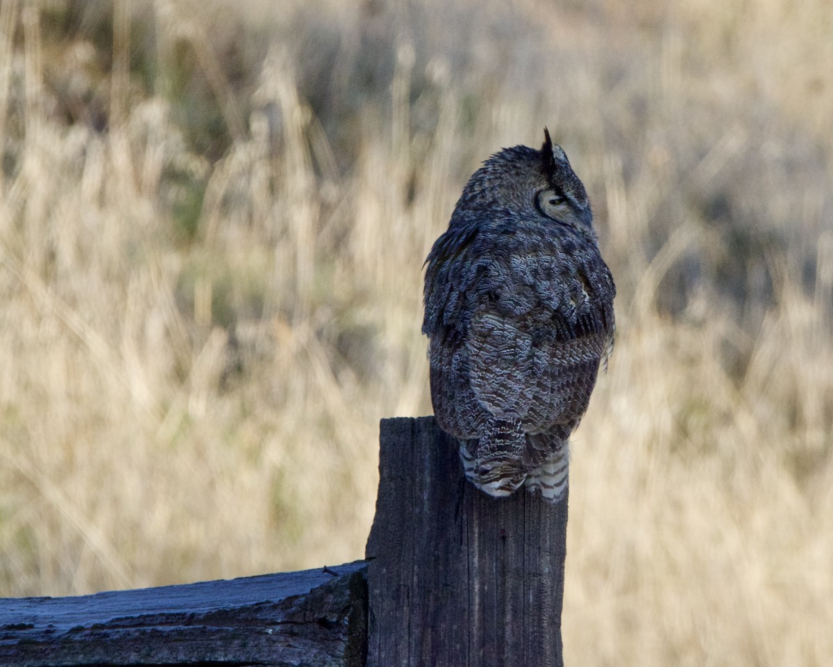 Great Horned Owl - ML612296505