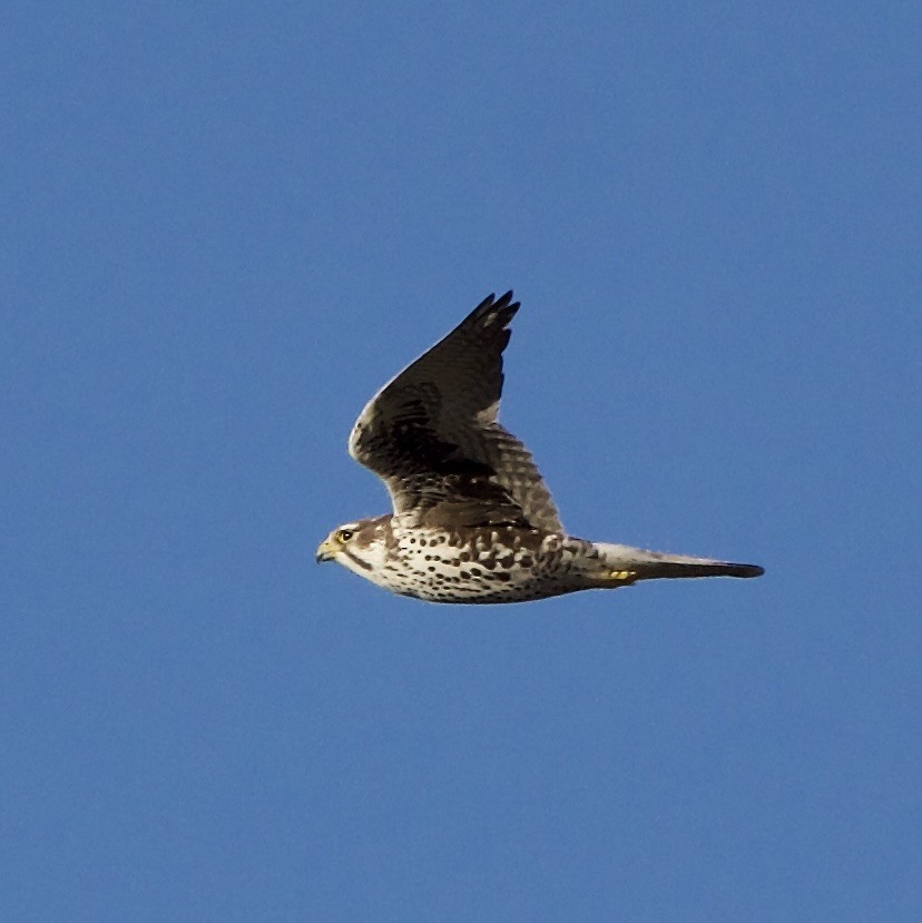 Prairie Falcon - ML612296511