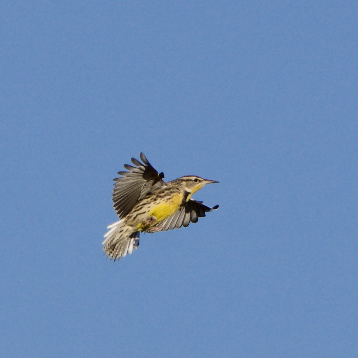 Western Meadowlark - ML612296519