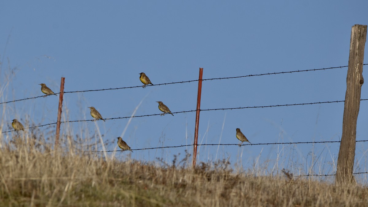 Western Meadowlark - ML612296521