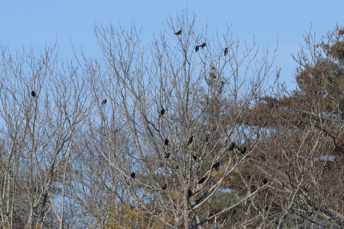 Red-winged Blackbird - ML612296550