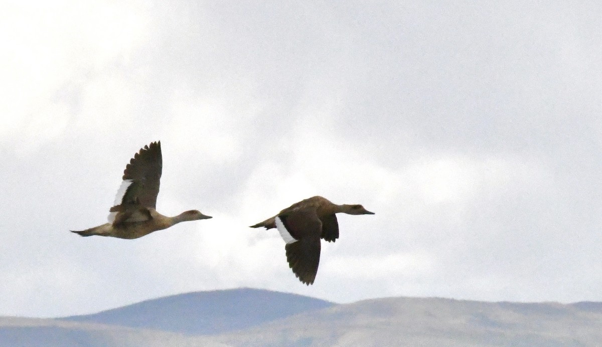 Crested Duck - ML612296671