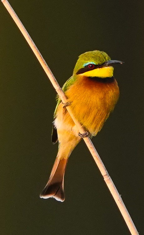 Little Bee-eater - ML612296701