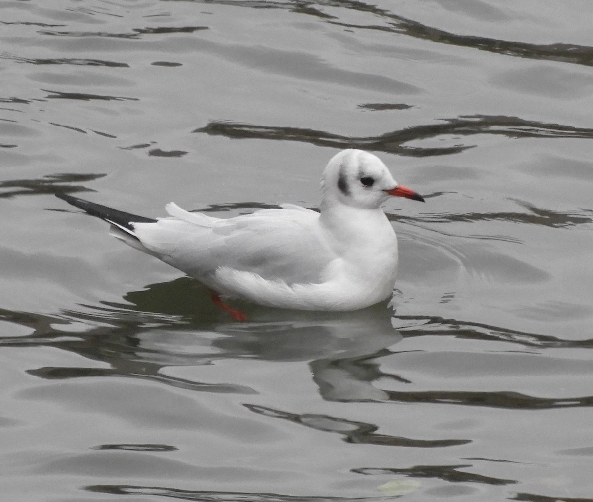 Mouette rieuse - ML612296723