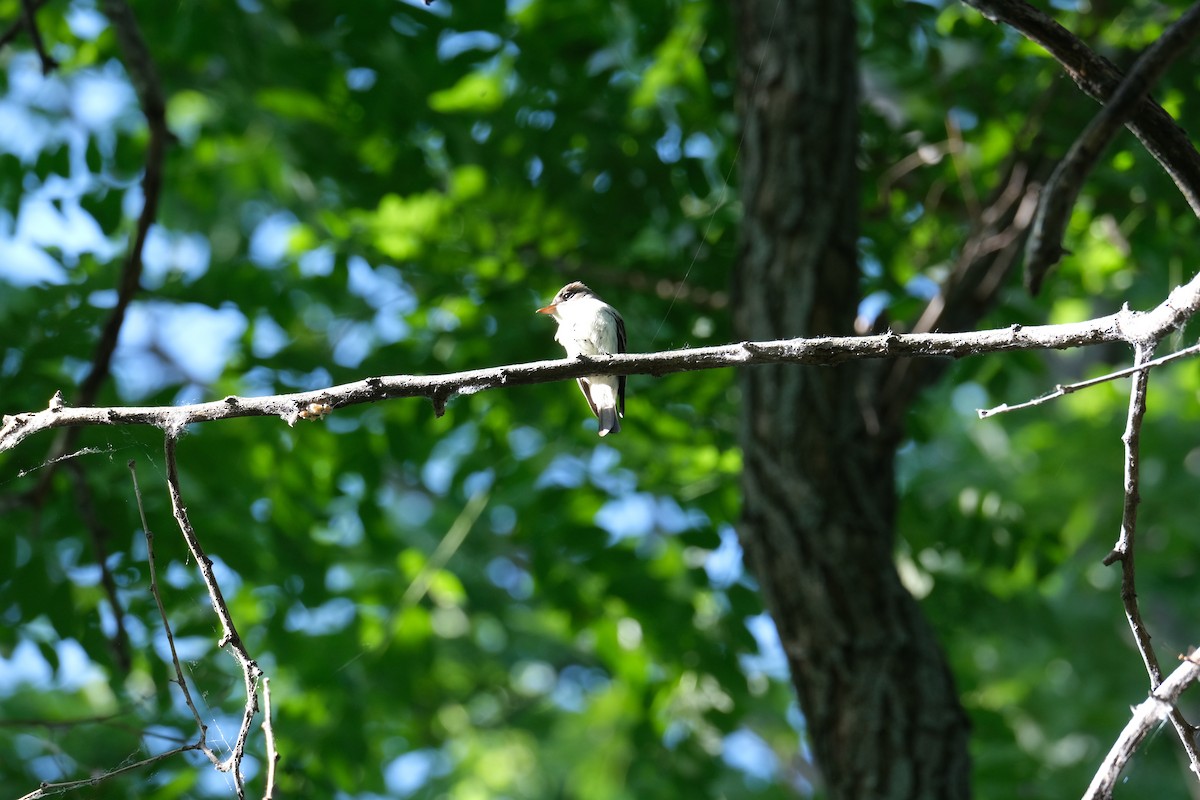 Eastern Wood-Pewee - Luc Verreault