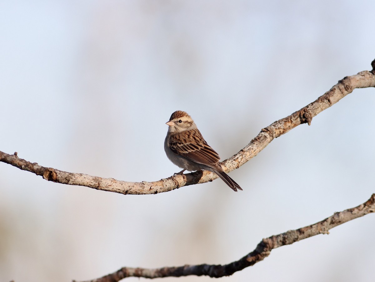 Chipping Sparrow - ML612296940