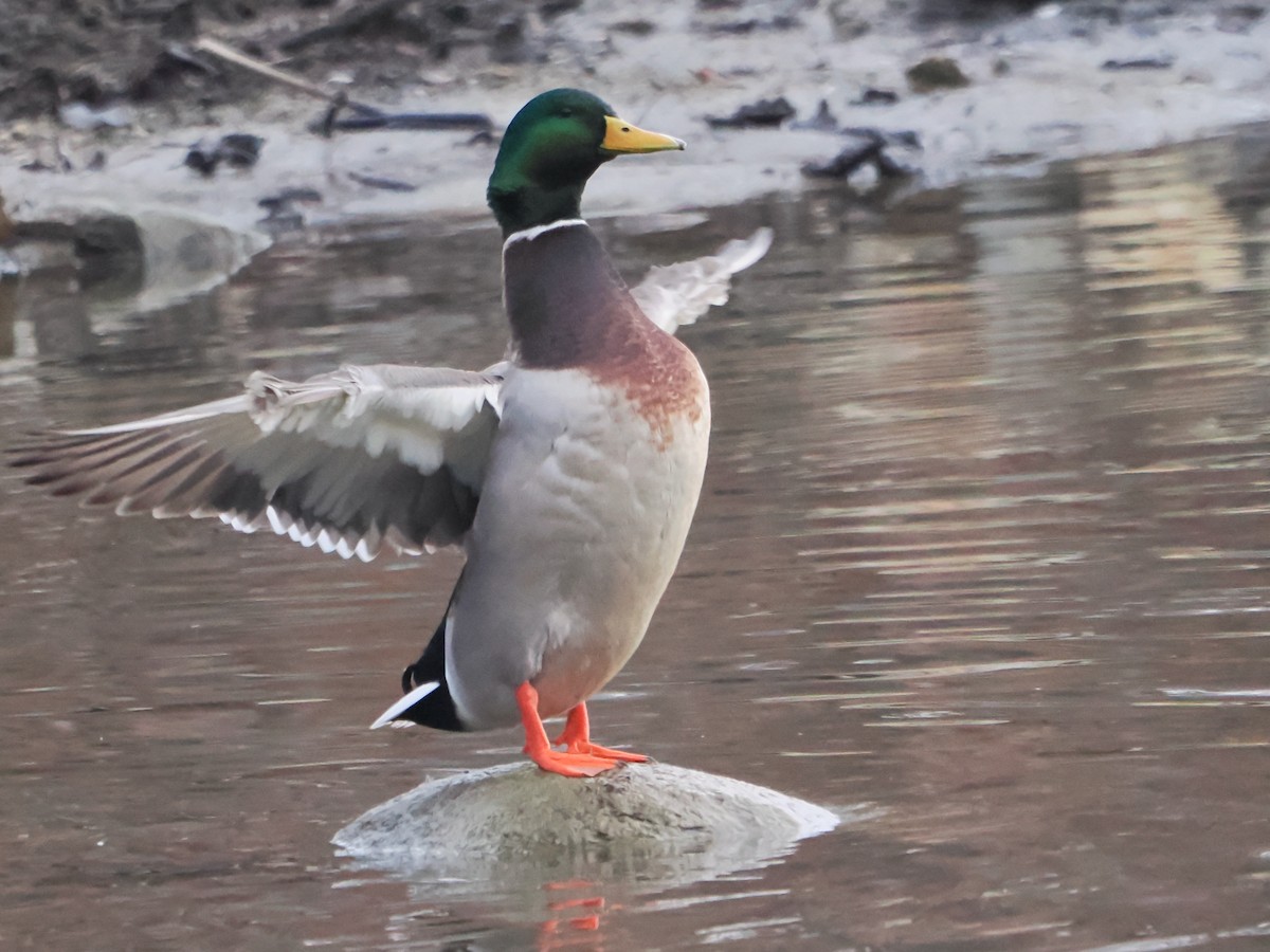 Mallard - John Felton