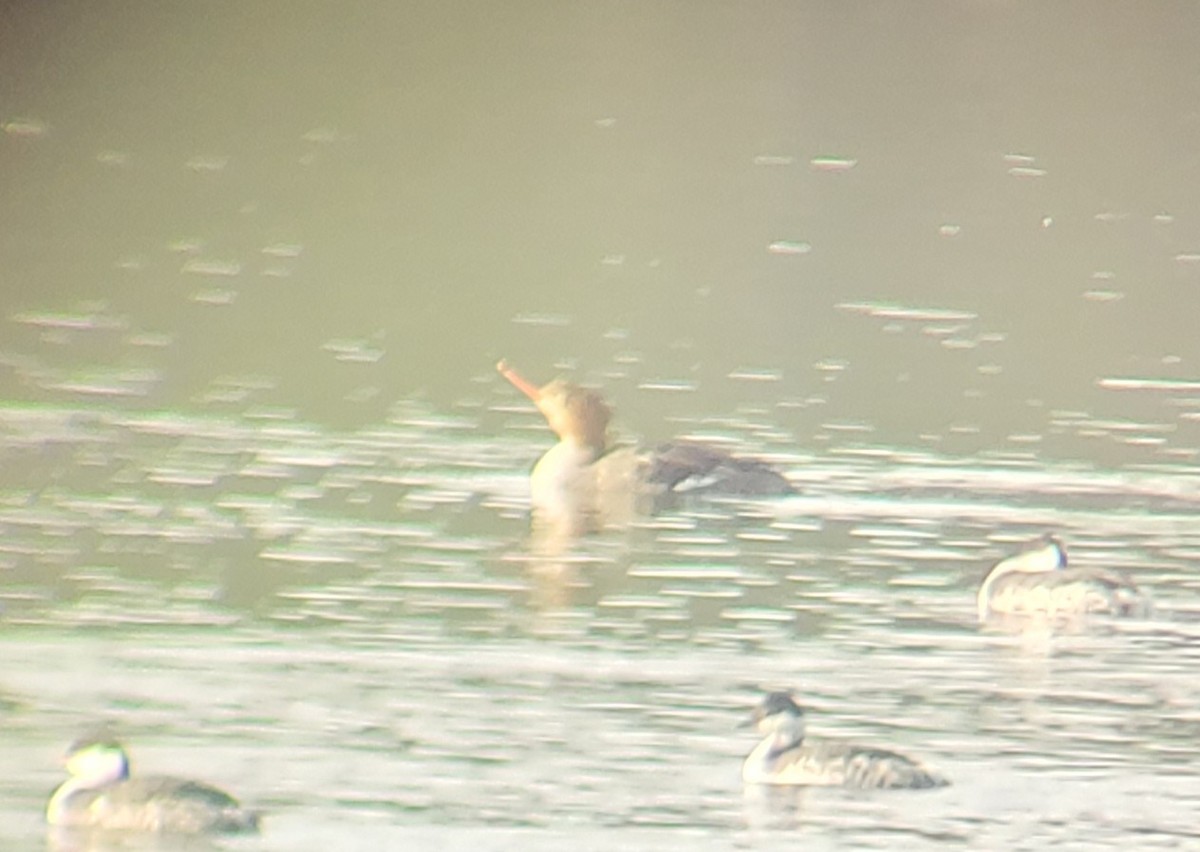 Red-breasted Merganser - ML612297119