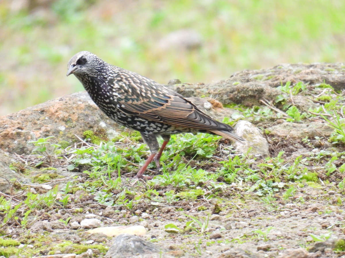 European Starling - Eduardo Rafael  Lázaro Arroyo