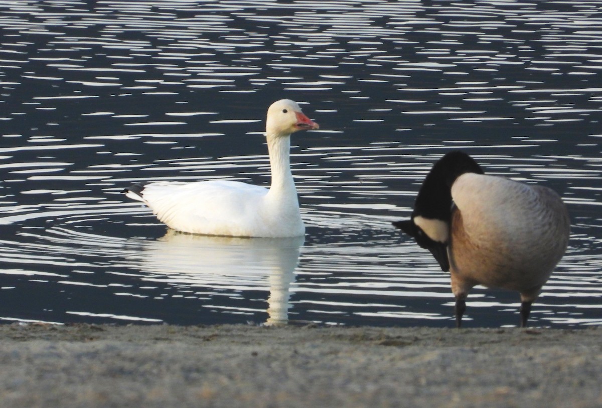 Snow Goose - ML612297188