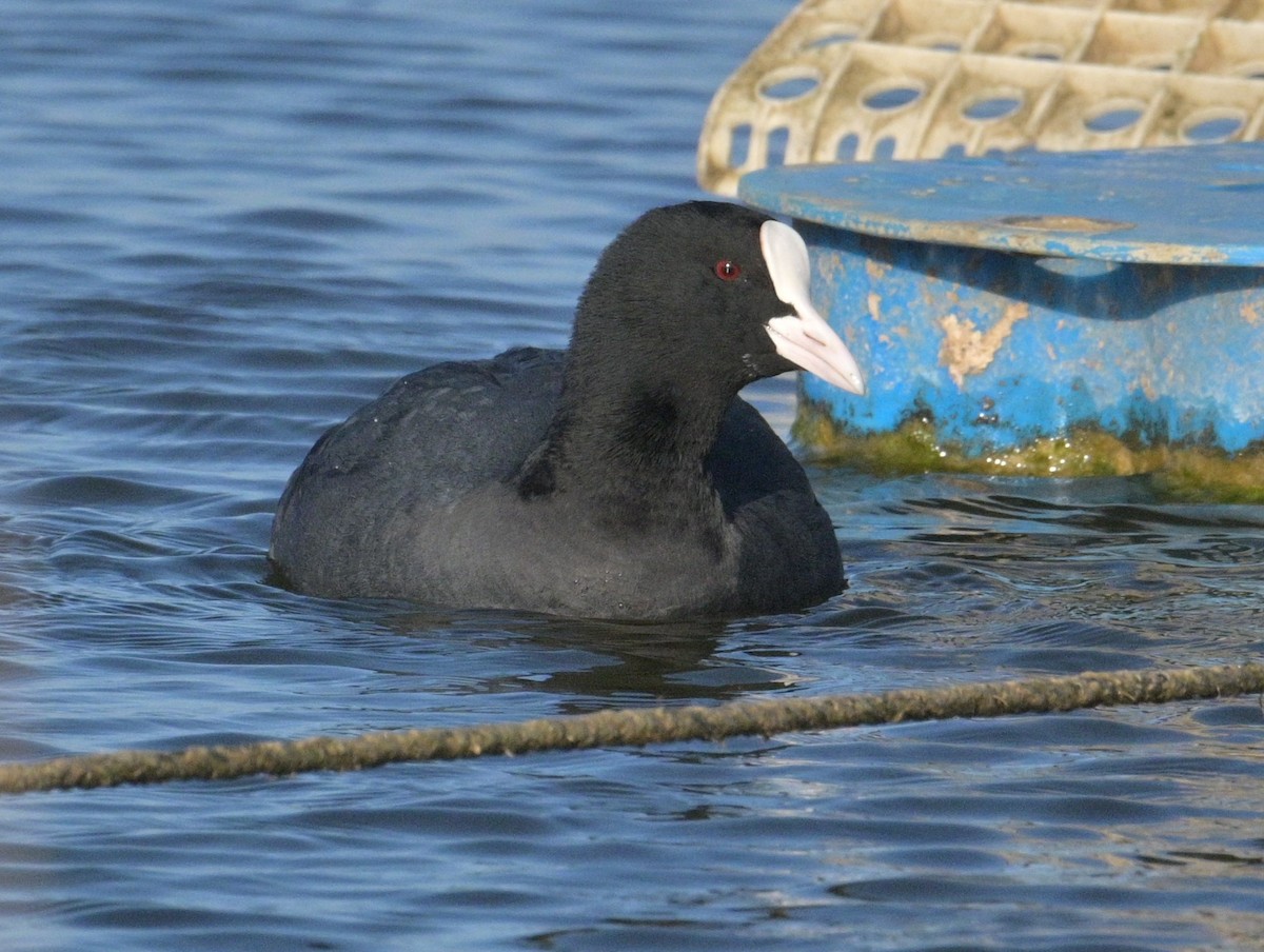 Eurasian Coot - ML612297215