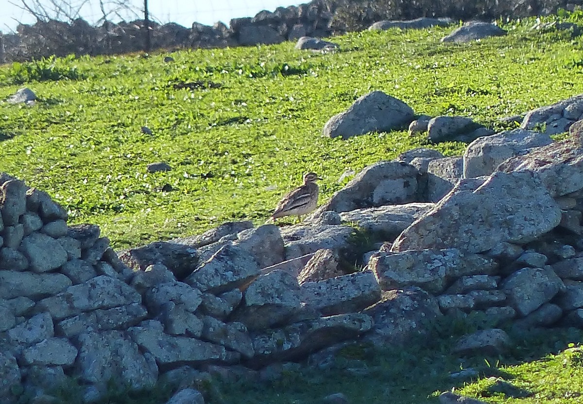 Eurasian Thick-knee - ML612297226