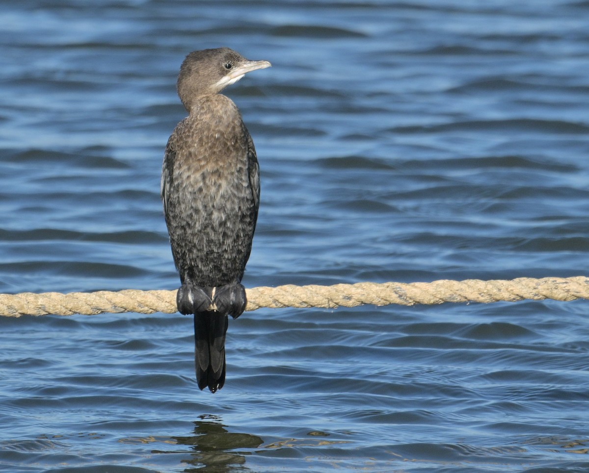 Pygmy Cormorant - Merav Rozen