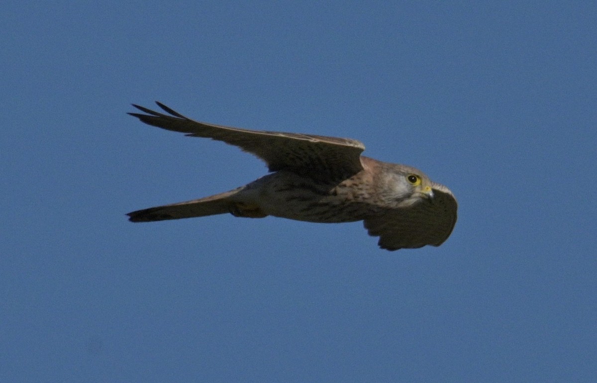 Eurasian Kestrel - Merav Rozen