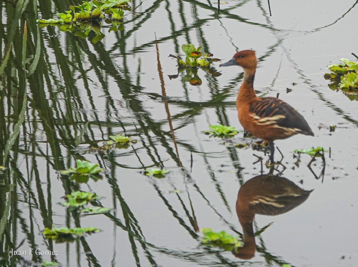 Fulvous Whistling-Duck - ML612297272