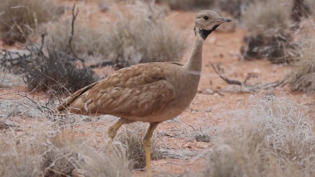 Karoo Bustard - ML612297516