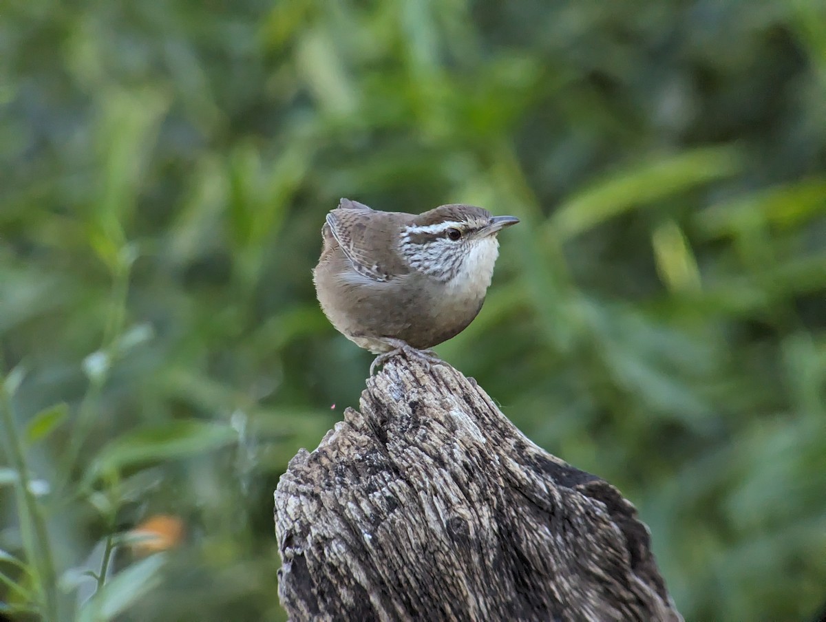 Sinaloa Wren - Carlos Gonzalez