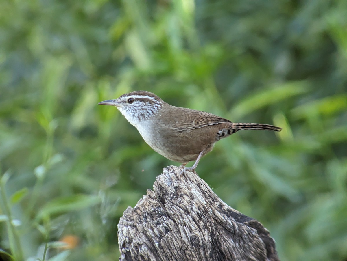 Sinaloa Wren - ML612297541