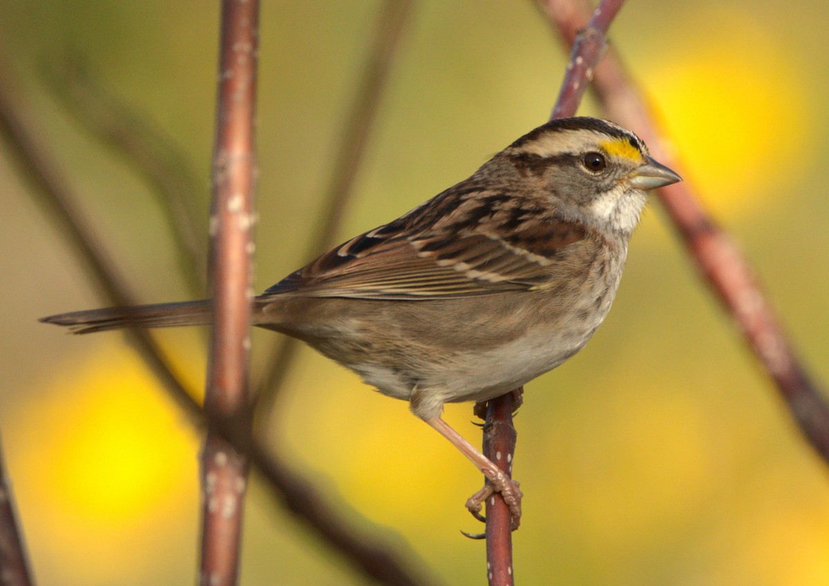 White-throated Sparrow - ML612297577